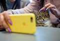 Посетительница котокафе Республика кошек в Санкт-Петербурге, где ежемесячно проходят благотворительные акции Все оттенки кошачьего по раздаче кошек из городских приютов в добрые руки Посетительница котокафе Республика кошек в Санкт-Петербурге, где ежемесячно проходят благотворительные акции Все оттенки кошачьего по раздаче кошек из городских приютов в добрые руки