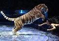 Дрессура хищников Баронеты под руководством Натальи и Андрея Широкаловых на гала-шоу всемирного фестиваля циркового искусства Идол Дрессура хищников Баронеты под руководством Натальи и Андрея Широкаловых на гала-шоу всемирного фестиваля циркового искусства Идол