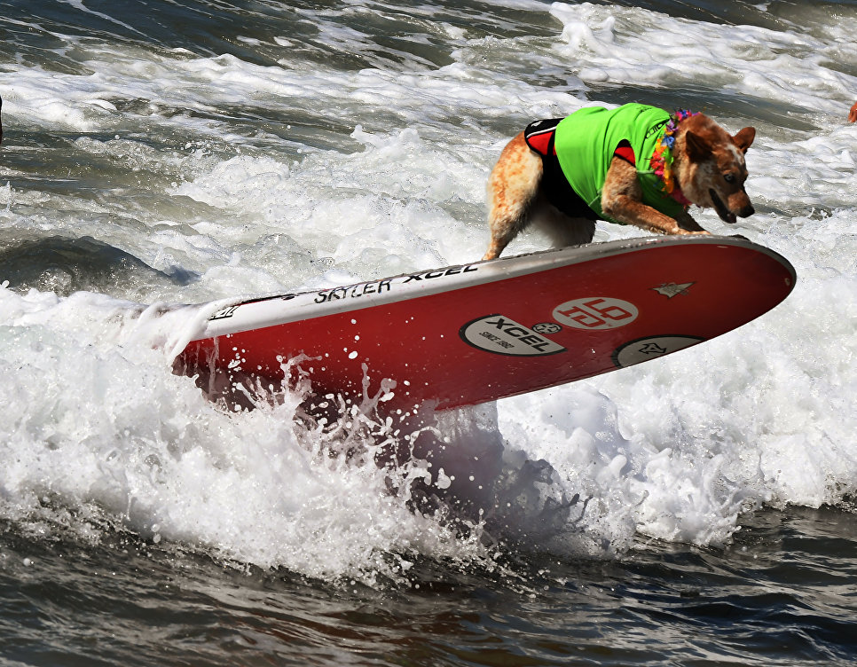 Ежегодный турнир по собачьему серфингу Surf City Surf Dog на пляже Хантингтон-Бич, Калифорния. 23 сентября 2017 года Ежегодный турнир по собачьему серфингу Surf City Surf Dog на пляже Хантингтон-Бич, Калифорния. 23 сентября 2017 года