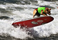 Ежегодный турнир по собачьему серфингу Surf City Surf Dog на пляже Хантингтон-Бич, Калифорния. 23 сентября 2017 года Ежегодный турнир по собачьему серфингу Surf City Surf Dog на пляже Хантингтон-Бич, Калифорния. 23 сентября 2017 года