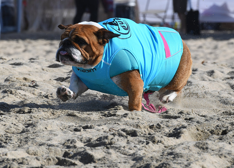 Участник турнира по собачьему серфингу Surf City Surf Dog на пляже Хантингтон-Бич, Калифорния. 23 сентября 2017 года Участник турнира по собачьему серфингу Surf City Surf Dog на пляже Хантингтон-Бич, Калифорния. 23 сентября 2017 года