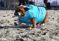 Участник турнира по собачьему серфингу Surf City Surf Dog на пляже Хантингтон-Бич, Калифорния. 23 сентября 2017 года Участник турнира по собачьему серфингу Surf City Surf Dog на пляже Хантингтон-Бич, Калифорния. 23 сентября 2017 года