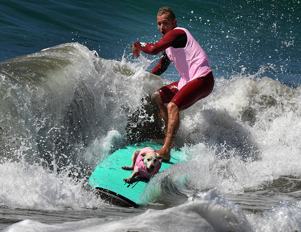Ежегодный турнир по собачьему серфингу Surf City Surf Dog на пляже Хантингтон-Бич, Калифорния. 23 сентября 2017 года Ежегодный турнир по собачьему серфингу Surf City Surf Dog на пляже Хантингтон-Бич, Калифорния. 23 сентября 2017 года
