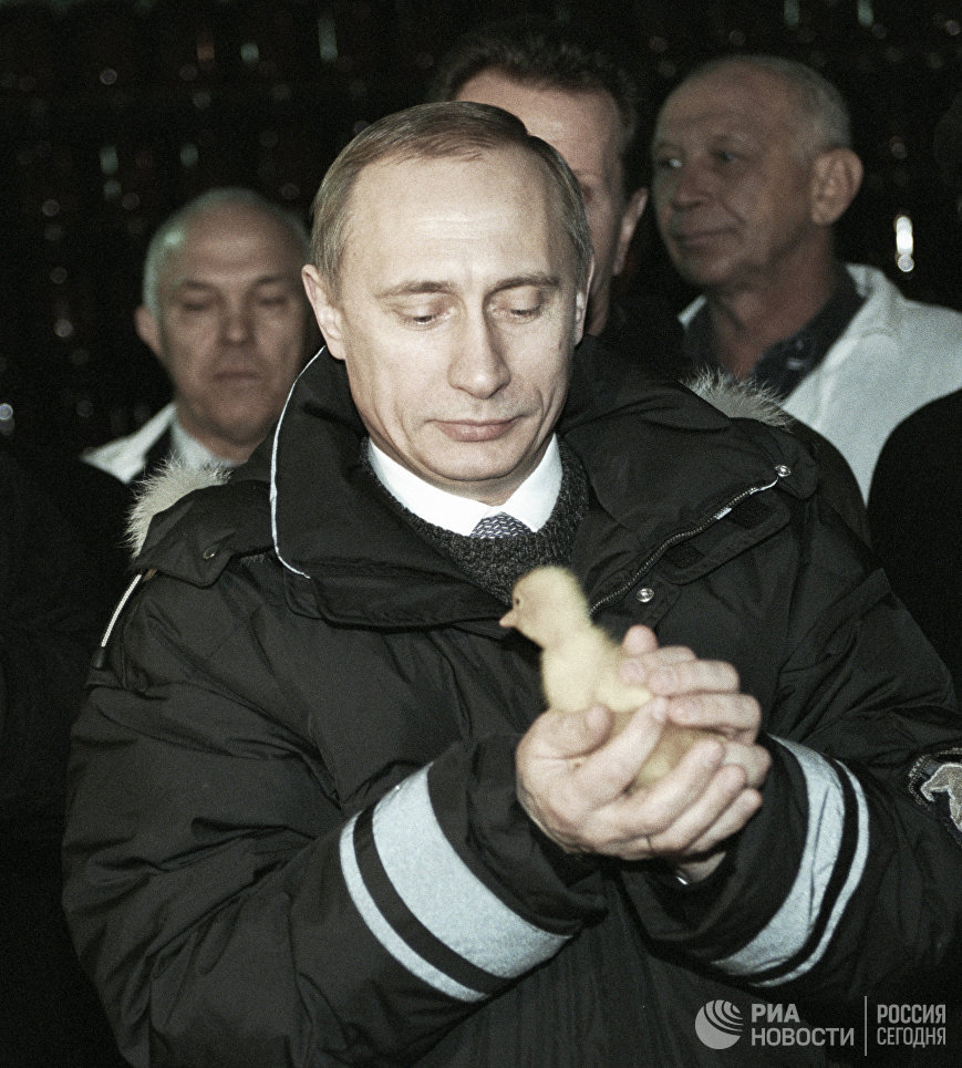 Владимир Путин держит в руках цыпленка во время посещения одного из передовых хозяйств колхоза АО Племзавода Колос. 2000 год Владимир Путин держит в руках цыпленка во время посещения одного из передовых хозяйств колхоза АО Племзавода Колос. 2000 год