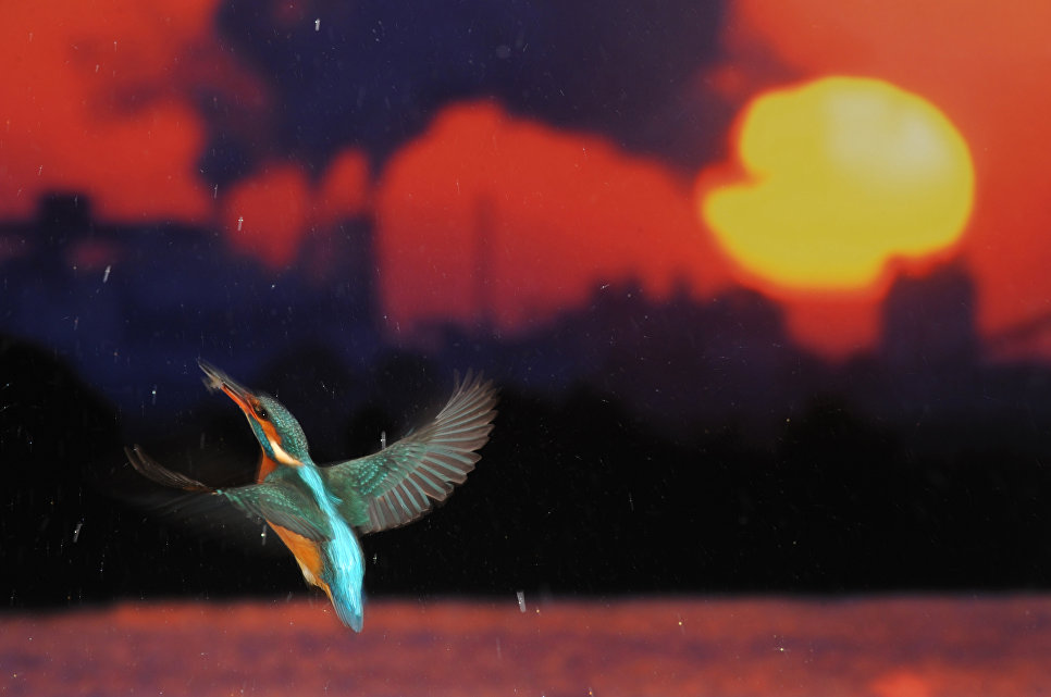 Jose Luis Rodriguez. Flight for Life Jose Luis Rodriguez. Flight for Life