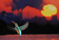 Jose Luis Rodriguez. Flight for Life Jose Luis Rodriguez. Flight for Life