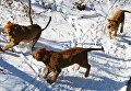 Полуторагодовалые африканские львы, которых привезли из крымского парка львов Тайган, осваивают новую территорию в Приморском сафари-парке во Владивостоке Полуторагодовалые африканские львы, которых привезли из крымского парка львов Тайган, осваивают новую территорию в Приморском сафари-парке во Владивостоке