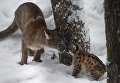 Самка пумы Милана с детенышем, родившимся в конце ноября 2017 в Новосибирском зоопарке имени Р.А. Шило Самка пумы Милана с детенышем, родившимся в конце ноября 2017 в Новосибирском зоопарке имени Р.А. Шило