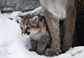 Детеныш пум Миланы и Гудзона, родившийся в конце ноября 2017 в Новосибирском зоопарке имени Р.А. Шило Детеныш пум Миланы и Гудзона, родившийся в конце ноября 2017 в Новосибирском зоопарке имени Р.А. Шило