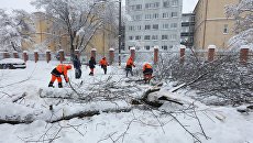 Сотрудники коммунальных служб во время уборки дерева упавшего на автомобильную дорогу в следствии снегопада в Москве. 4 февраля 2018 Сотрудники коммунальных служб во время уборки дерева упавшего на автомобильную дорогу в следствии снегопада в Москве. 4 февраля 2018