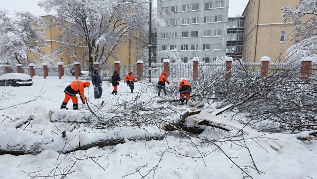 Сотрудники коммунальных служб во время уборки дерева упавшего на автомобильную дорогу в следствии снегопада в Москве. 4 февраля 2018