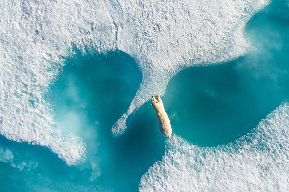Снимок Над белым медведем (Above the polar bear) фотографа Florian Ledoux, взявший гран-при конкурса 2017 SkyPixel Photo Contest Снимок Над белым медведем (Above the polar bear) фотографа Florian Ledoux, взявший гран-при конкурса 2017 SkyPixel Photo Contest