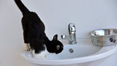Кошка пьет воду из-под крана Кошка пьет воду из-под крана