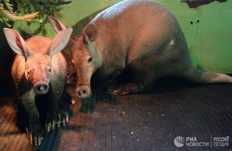 Самка трубкозуба по кличке Багги и ее детеныш, родившийся в Екатеринбургском зоопарке Самка трубкозуба по кличке Багги и ее детеныш, родившийся в Екатеринбургском зоопарке