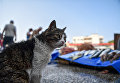 Кот у прилавка со свежей рыбой в порту города Фоча, Турция Кот у прилавка со свежей рыбой в порту города Фоча, Турция