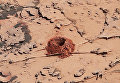 Первая лунка, вырытая починенным буром Curiosity в камне Дулут Первая лунка, вырытая починенным буром Curiosity в камне Дулут