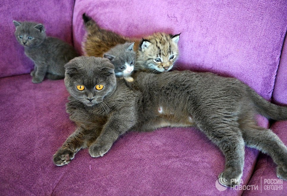 Кошка по кличке Моника со своими котятами и рысенком, которого она выкормила в зоопарке Чудесный недалеко от Уссурийска в Приморском крае. Теперь она воспитывает его, поскольку биологическая мама не может ухаживать за детенышем из‐за проблем со здоровьем Кошка по кличке Моника со своими котятами и рысенком, которого она выкормила в зоопарке Чудесный недалеко от Уссурийска в Приморском крае. Теперь она воспитывает его, поскольку биологическая мама не может ухаживать за детенышем из‐за проблем со здоровьем