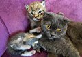 Кошка по кличке Моника со своими котятами и рысенком, которого она выкормила в зоопарке Чудесный недалеко от Уссурийска в Приморском крае. Теперь она воспитывает его, поскольку биологическая мама не может ухаживать за детенышем из‐за проблем со здоровьем Кошка по кличке Моника со своими котятами и рысенком, которого она выкормила в зоопарке Чудесный недалеко от Уссурийска в Приморском крае. Теперь она воспитывает его, поскольку биологическая мама не может ухаживать за детенышем из‐за проблем со здоровьем
