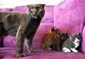 Кошка по кличке Моника со своими котятами и рысенком, которого она выкормила в зоопарке Чудесный недалеко от Уссурийска в Приморском крае. Теперь она воспитывает его, поскольку биологическая мама не может ухаживать за детенышем из‐за проблем со здоровьем Кошка по кличке Моника со своими котятами и рысенком, которого она выкормила в зоопарке Чудесный недалеко от Уссурийска в Приморском крае. Теперь она воспитывает его, поскольку биологическая мама не может ухаживать за детенышем из‐за проблем со здоровьем