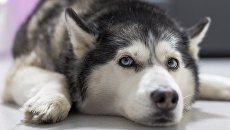 Собака породы хаски. Архивное фото Собака породы хаски. Архивное фото