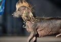Собака на конкурсе Самая уродливая собака в мире(World's Ugliest Dog) Собака на конкурсе Самая уродливая собака в мире(World's Ugliest Dog)
