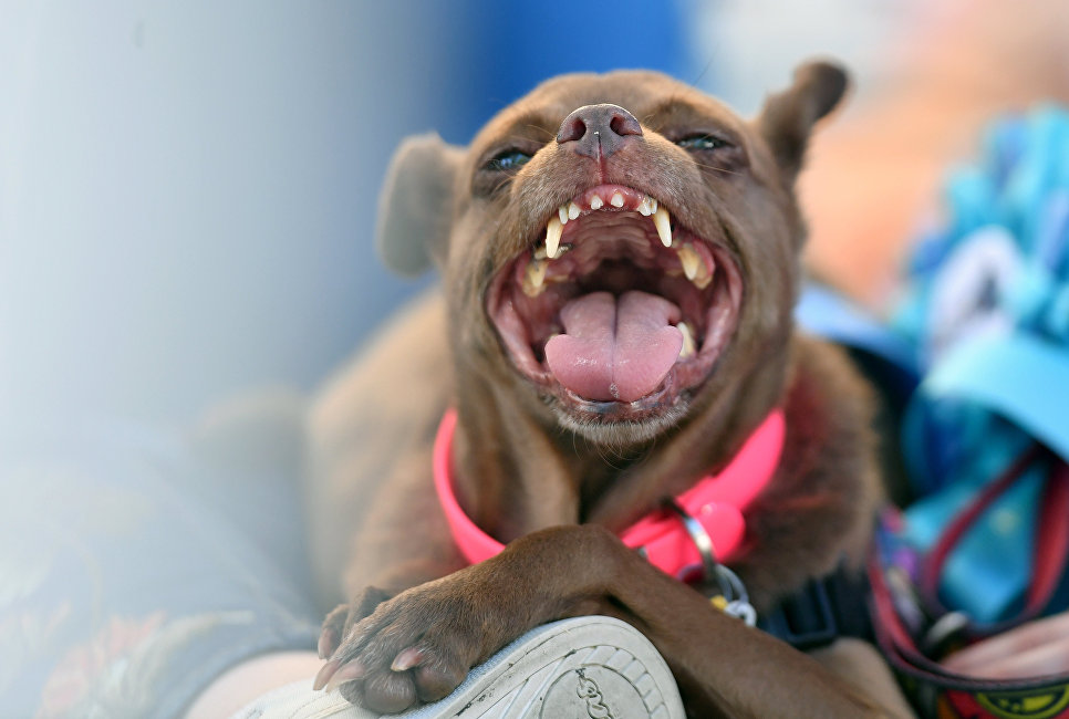 Собака на конкурсе Самая уродливая собака в мире(World's Ugliest Dog) Собака на конкурсе Самая уродливая собака в мире(World's Ugliest Dog)