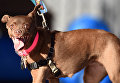 Собака на конкурсе Самая уродливая собака в мире(World's Ugliest Dog) Собака на конкурсе Самая уродливая собака в мире(World's Ugliest Dog)