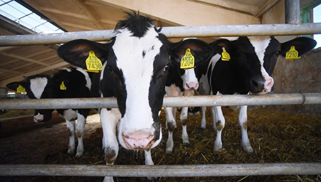 Десять коров погибли после прогулки по соевым полям близ села в ЕАО 