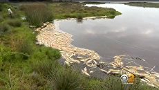 Мертвая рыба в водоеме государственнго парка Малибу Лагун, Калифорния, США. 27 августа 2018 Мертвая рыба в водоеме государственнго парка Малибу Лагун, Калифорния, США. 27 августа 2018
