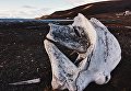 Частая находка на берегу — кости кита. Окрестности поселка Колсбей Частая находка на берегу — кости кита. Окрестности поселка Колсбей