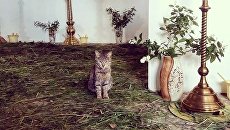 Кот в храме Казанской иконы Богородицы в Орске. Архивное фото Кот в храме Казанской иконы Богородицы в Орске. Архивное фото
