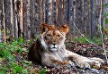 Годовалый африканский лев по кличке Гефест, недавно переданным зоопарку из частных рук, в вольере на территории зоопарка Садгород во Владивостоке Годовалый африканский лев по кличке Гефест, недавно переданным зоопарку из частных рук, в вольере на территории зоопарка Садгород во Владивостоке