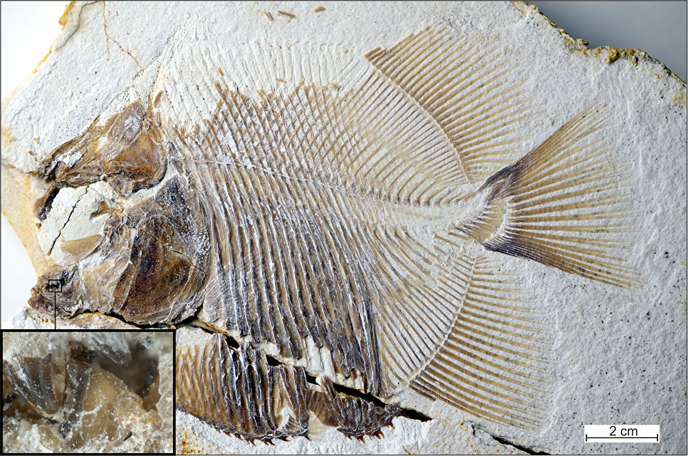 Палеонтологи нашли в Германии останки пираньи, пожиравшей динозавров 