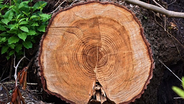 "Распил костей": ученые нашли оригинальное решение для анатомии деревьев 