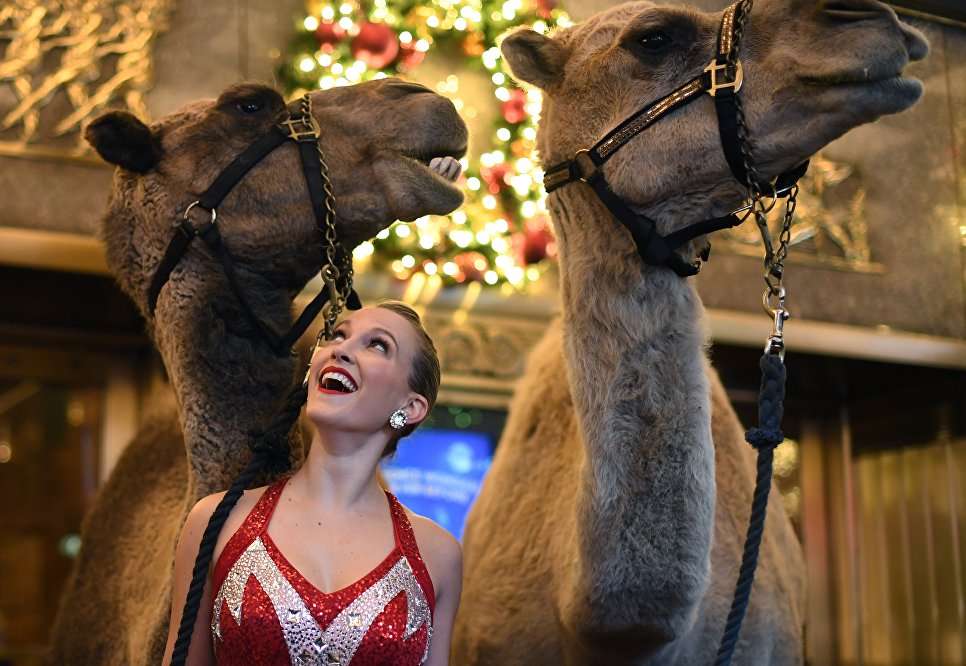 Участница рождественского мюзикла Radio City Christmas Spectacular позирует с верблюдами Участница рождественского мюзикла Radio City Christmas Spectacular позирует с верблюдами