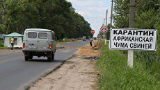 Карантин африканской чумы свиней. Архивное фото Карантин африканской чумы свиней. Архивное фото
