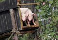 Китайский фермер научил своих свиней прыгать с вышки Китайский фермер научил своих свиней прыгать с вышки