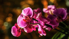 Орхидеи. Архивное фото Орхидеи. Архивное фото