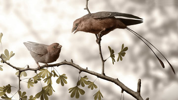 Protoptitsa kofutsiornis.  Left - female, right - male.  Illustration of the article authors
