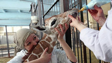 В Калининградском зоопарке родился жираф Reticulate Giraffe В Калининградском зоопарке родился жираф Reticulate Giraffe