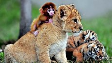Детеныш обезьяны, львенок и тигрята в зоопарке Guaipo Manchurian Tiger Park в Шэньяне Детеныш обезьяны, львенок и тигрята в зоопарке Guaipo Manchurian Tiger Park в Шэньяне