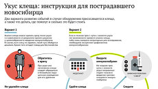 Укус клеща: инструкция для пострадавшего новосибирца Укус клеща: инструкция для пострадавшего новосибирца