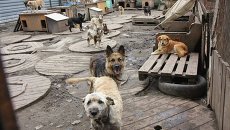 Приют для бездомных животных. Архивное фото Приют для бездомных животных. Архивное фото