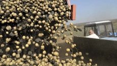 Картофель Картофель