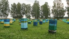 Пасека. Архивное фото Пасека. Архивное фото