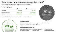 Чем чревата незаконная вырубка елей? Чем чревата незаконная вырубка елей?