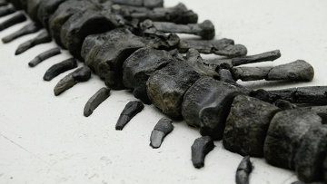 Stegosaurus skeleton.  Archival photo